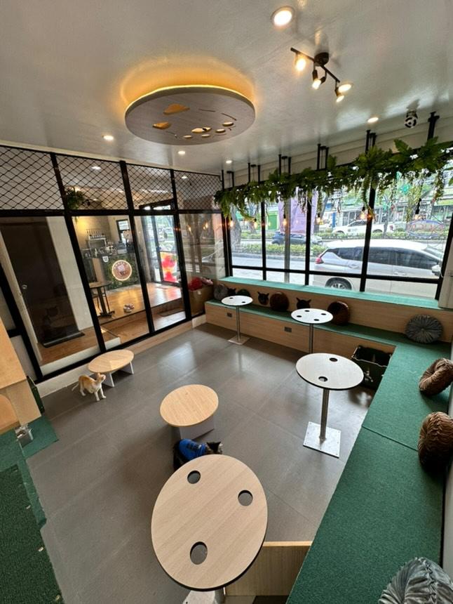 The cat lounge at Angel's Cat Cafe in Dasmariñas, Cavite