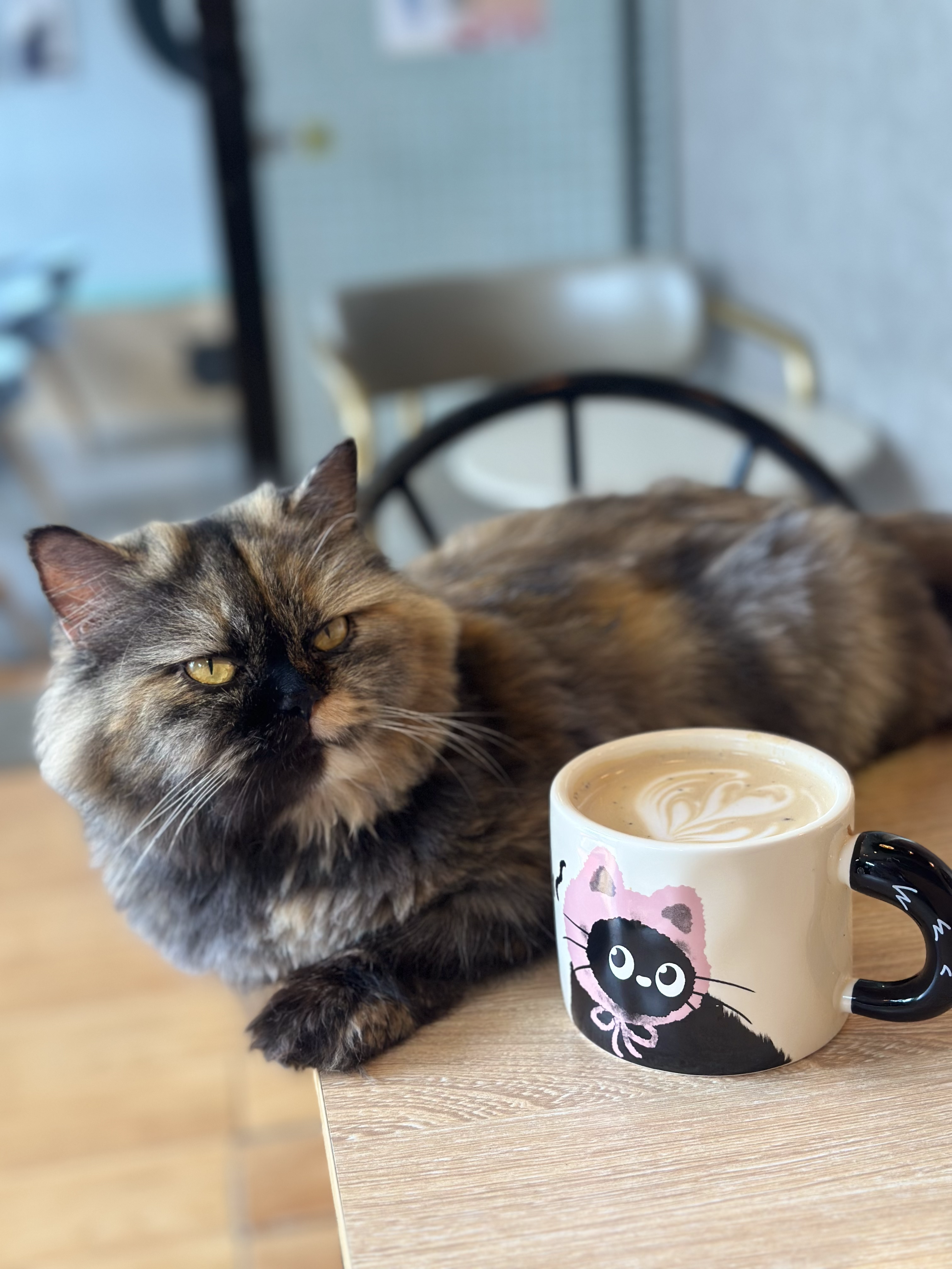 Cats and guests enjoying the lounge at Angel's Cat Cafe