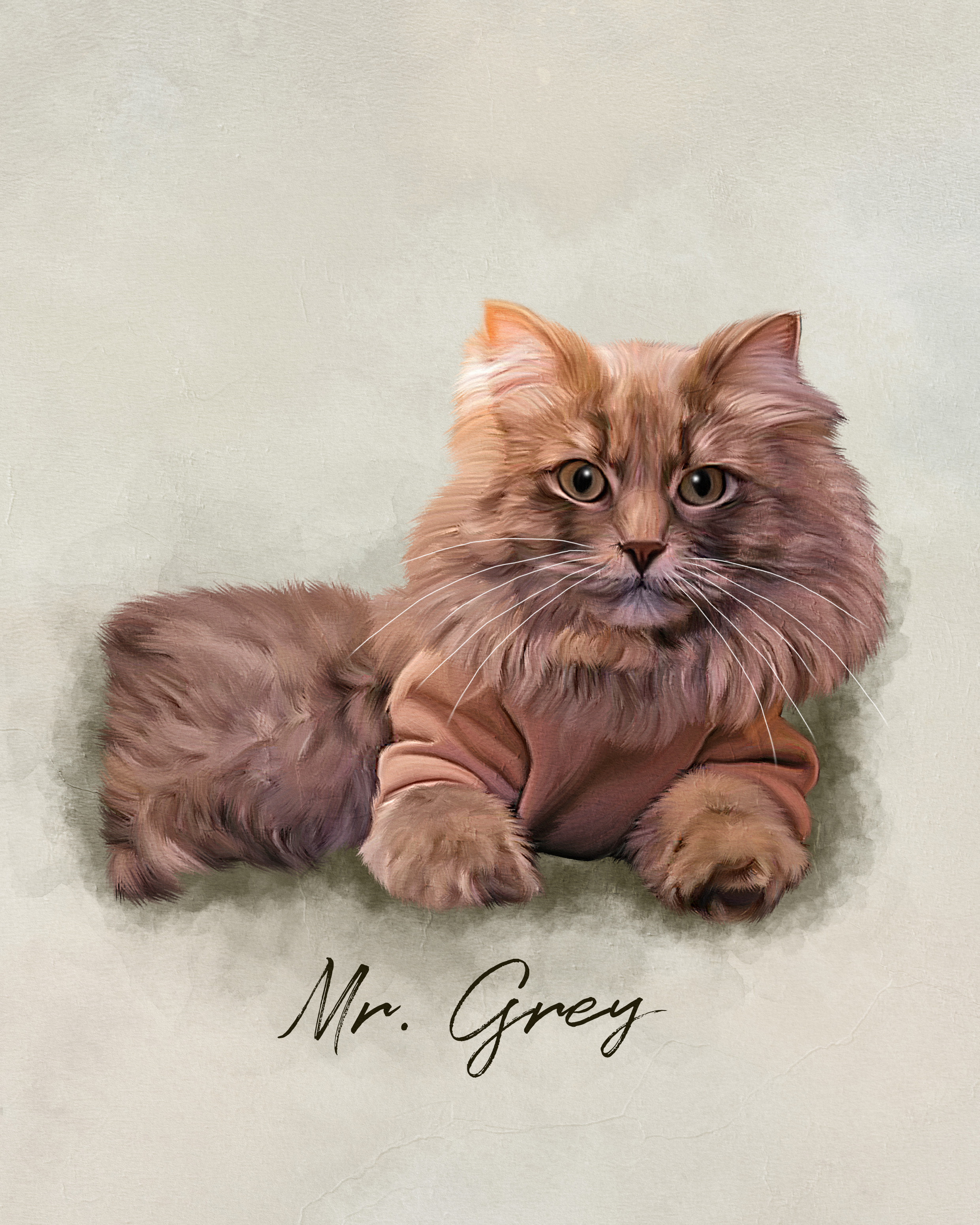 Mr. Grey, a resident cat at Angel's Cat Cafe